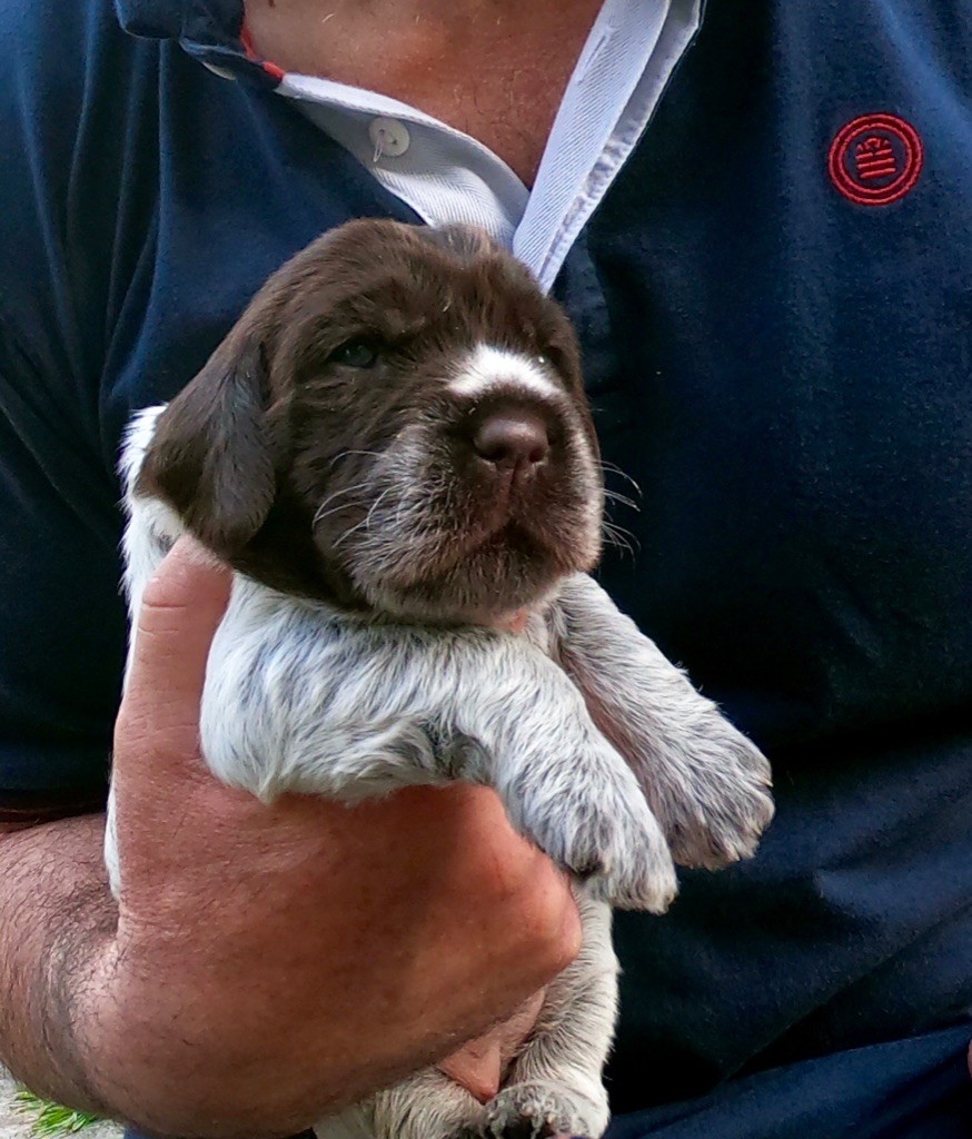 Photos et vidéos des chiots Lizzara x Leloup à 2 et 3 semaines  